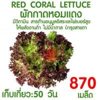 ราคา ค่าส่งถูก ถาดเพาะกล้า ถาดเพาะชำ ถาดเพาะต้นกล้า ถาดเพาะต้นอ่อน ถาดเพาะเมล็ด ถาดเพาะปลูกผัก 50หลุม 72หลุม 105หลุม 200หลุม เมล็ด เมล็ดพันธุ์ (16590845528)