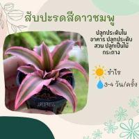 ราคา สับปะรดสีดาวชมพู สับปะรดสีดาวแดง ในกระถาง 1 นิ้ว ต้นไม้ปลูกง่าย ทนทาน ไม้จัดสวนถาด ไม้ประดับจิ๋ว (16240955177)