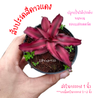 ราคา สับปะรดสีดาวชมพู สับปะรดสีดาวแดง ในกระถาง 1 นิ้ว ต้นไม้ปลูกง่าย ทนทาน ไม้จัดสวนถาด ไม้ประดับจิ๋ว (16240955179)