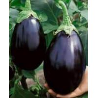 ราคา เมล็ดพันธุ์ มะเขือยักษ์ มะเขือม่วง มะเขือม่วงยักษ์ ชุดละ 30 เม็ด (12008089132)