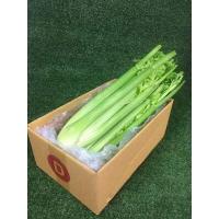 ราคา เซเลอรี่สด เซเรอลี่ เซรารี่ เซลารี่ Celery ผักสด ขึ้นฉ่ายฝรั่ง ขึ้นช่ายฝรั่ง (7159278362)