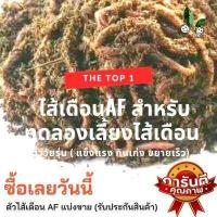 ราคา ไส้เดือน af 200 กรัม เลี้ยงไส้เดือน ผลิตปุ๋ยมูลไส้เดือน ตัวไส้เดือน AF รับประกันการเครม ไส้เดือน เน้นตัววัยรุ่น แข็งแรง กินเก่ง ขยายเร็ว (14962666410)