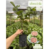ราคา ฝรั่งหงเป่าสือ ฝรั่งไส้แดง100 หวานกรอบเมล็ดน้อย (16514186886)