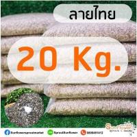 ราคา เมล็ดลายไทย เมล็ดต้นอ่อนทานตะวัน ถุงละ 1 กิโลกรัม เมล็ดทานตะวันงอก เพาะต้นอ่อน (12128730483)