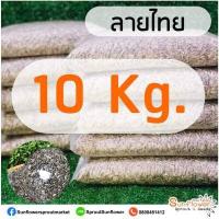 ราคา เมล็ดลายไทย เมล็ดต้นอ่อนทานตะวัน ถุงละ 1 กิโลกรัม เมล็ดทานตะวันงอก เพาะต้นอ่อน (12128730482)