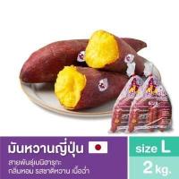 ราคา มันหวานญี่ปุ่นเบนิฮารุกะ ชิโทริ Size L นำเข้าจาก จ อิบารากิ ประเทศญี่ปุ่น 100 (15698592550)