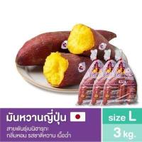 ราคา มันหวานญี่ปุ่นเบนิฮารุกะ ชิโทริ Size L นำเข้าจาก จ อิบารากิ ประเทศญี่ปุ่น 100 (15698592551)