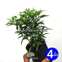 ราคา ต้นพุดศุภโชค พุดแคระ พุดศรีลังกา ไม้มงคลปลูก ประดับทำรั้ว ขนาดถุงชำ 4 และ 5 นิ้ว (16082685461)