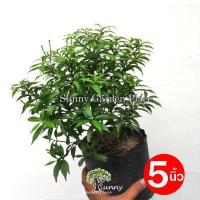 ราคา ต้นพุดศุภโชค พุดแคระ พุดศรีลังกา ไม้มงคลปลูก ประดับทำรั้ว ขนาดถุงชำ 4 และ 5 นิ้ว (16082685460)
