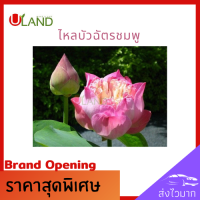 ราคา Uland ไหลบัวฉัตรชมพู ไหลบัว บัวฉัตรชมพู หลดบัว บัวฉัตร ดอกบัวชมพู บัวหลวง (7229844007)