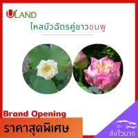 ราคา Uland ไหลบัวฉัตรคู่ขาวชมพู ไหลบัว บัวฉัตรชมพู บัวฉัตรขาว หลดบัว บัวฉัตร ดอกบัวชมพู บัวหลวง (8309425967)
