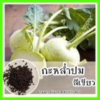 ราคา พร้อมส่ง รหัส 080 เมล็ดพันธุ์แท้ OP แท้ กะหล่ำปม สีเขียว ปลูกง่าย ใบคล้ายคะน้า GREEN VIENNA KOHLRABI เมล็ดกะหล่ำปม เมล็ดกะหล่ำปลี (7730835036)