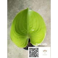 ราคา ต้นว่านนางคุ้ม ว่านนางคุ้ม ต้นนางคุ้ม นางคุ้ม ว่านผู้เฒ่าเฝ้าบ้าน ผู้เฒ่าเฝ้าบ้าน จัดส่งพร้อมกระถางขนาด6 (9891000928)