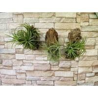 ราคา ทิลแลนเซีย ติดขอนไม้ สับปะรดสีรากอากาศ ติดขอนไม้ พร้อมแขวน (15963673383)