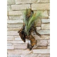 ราคา ทิลแลนเซีย ติดขอนไม้ สับปะรดสีรากอากาศ ติดขอนไม้ พร้อมแขวน (15963673386)