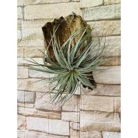 ราคา ทิลแลนเซีย ติดขอนไม้ สับปะรดสีรากอากาศ ติดขอนไม้ พร้อมแขวน (15963673387)