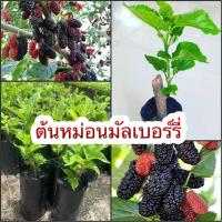 ราคา ต้นหม่อน มัลเบอร์รี่ ซื้อ3 แถม1 ลูกใหญ่ ผลดก ต้นแข็งแรง พร้อมปลูก (15137223996)