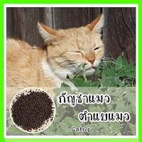 ราคา พร้อมส่ง รหัส 002 ตำแยแมว แคทนิป Catnip เมล็ดพันธุ์แท้ OP แมวร่าเริง ช่วยคลายเครียด ไม่มีอันตราย ตำแยแมว (4722532396)