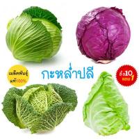 ราคา กะหล่ำปลี รวมทุกพันธุ์ ถูกที่สุด 10 บ เมล็ดพันธุ์กะหล่ำปลี 20 30 เมล็ด งอกง่าย โตไว หัวใหญ่ ทานอร่อย (13994840365)