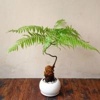 ราคา เฟิร์นลูกไก่ แบบงอกแล้ว เฟิร์นไก่ทอง ไม้มงคล ไม้ให้โชค Cibotium barometz J Smith (17309894215)