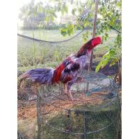 ราคา กดดูคลิ๊ป ไข่ไก่ชนพม่าม้าล่อรำวงเมืองเหนือเจ้าห้าแดง (10862790626)