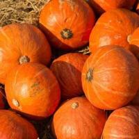 ราคา ฟักทองญี่ปุ่น สีทอง ถูกที่สุด 10 บ เมล็ดพันธ์ุฟักทองญี่ปุ่น 3 เมล็ด ปลูกง่าย ผลใหญ่ สีทองสวย รสชาติดี โตไว (12876916598)