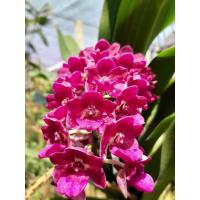 ราคา กล้วยไม้ช้างชมพูบานเย็น เป็นกล้วยไม้คลาสสิกที่มีติดสวนทุกยุคทุกสมัย ดอกหอมมาก ให้ดอกช่วงฤดูหนาวทุกปี แทงช่อทุกต้น (11473988079)