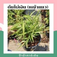 ราคา ต้นไผ่เงิน หญ้าแมว มาในกระถาง พร้อมตั้ง (17295977217)