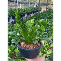 ราคา ต้นเฟิร์น คอบบร้า Cobra Bird s nest fern เฟิร์นข้าหลวงคอบบร้า ไม้มงคล ไม้ฟอกอากาศ ไม้ในร่ม หรือ แดดร่ำไร ต้นใหญ่ กระถาง 8 นิ้ว (13994312102)