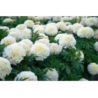 ราคา ดาวเรืองขาววนิลา30เมล็ด5แถม1 10แถม3 (10526054747)