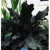 ราคา ต้นโชค9ชั้นใบสีดำหรือหน้าวัวใบดำAuthurium black dragonมังกรดำ กระถาง3นิ้ว ต้นเล็กมี4 5ใบ เพาะจากเมล็ดต้นแม่ตามภาพ100 ซื้อ5แถม1 (11135776684)