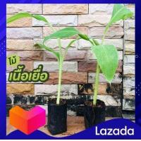 ราคา ถูกที่สุด ส่งไว กล้วยเพาะเนื้อเยื่อ น้ำว้าปากช่อง50 B50 พร้อมปลูกลงดิน สูง30ซม ต้นอวบแข็งแรง พันธุ์กล้วย ปลอดโรคตายพราย หนอนกอ หน่อกล้ (10452405735)