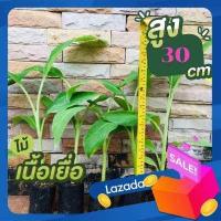 ราคา ถูกที่สุด ส่งไว กล้วยเพาะเนื้อเยื่อ น้ำว้าปากช่อง50 B50 พร้อมปลูกลงดิน สูง30ซม ต้นอวบแข็งแรง พันธุ์กล้วย ปลอดโรคตายพราย หนอนกอ หน่อกล้ (10452405734)