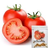 ราคา มะเขือเทศท้อ ถูกสุด 10 บ เมล็ดพันธุ์มะเขือเทศท้อ 20 เมล็ด ปลูกง่าย โตไว ลูกใหญ่ ทานอร่อย (13040779786)