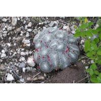 ราคา แมมนกฮูก Mammillaria Microthele 10 seeds (6272562949)