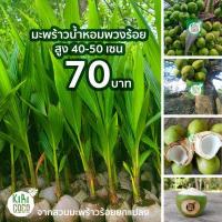ราคา พันธ์มะพร้าวน้ำหอมพวงร้อย (12344215776)
