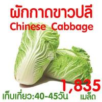 ราคา ค่าส่งถูก ฟองน้ำเพาะกล้า 5แผ่น ฟองน้ำปลูกผัก ฟองน้ำเพาะเมล็ด ปลูกผักไฮโดรโปนิกส์ ฟองน้ำไฮโดร ฟองน้ำเพาะปลูก ไฮโดร ไฮโดรโปนิกส์ เกรดA (17487162469)