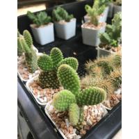 ราคา โอพันเทีย มิกกี้เมาส์ หูกระต่าย เหลือง Opuntia microdasy (16921476354)