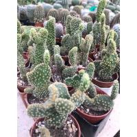 ราคา โอพันเทีย มิกกี้เมาส์ หูกระต่าย เหลือง Opuntia microdasy (16921476355)