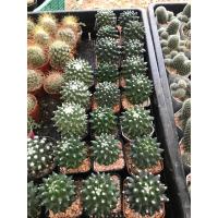 ราคา อิรุซามุ แคคตัส กระถาง 2 นิ้ว (16590061723)