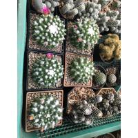 ราคา อิรุซามุ แคคตัส กระถาง 2 นิ้ว (16590061724)