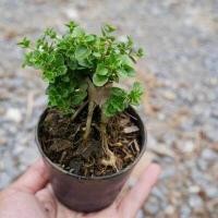 ราคา บอนไซซูโม่ เพรมน่าไต้หวัน (3746416272)