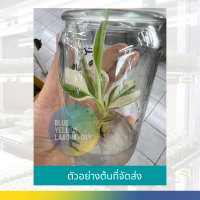 ราคา ส่งฟรี เนื้อเยื่อกล้วยฟลอริด้าจากแล็บ พร้อมส่ง ไม่ต้องจอง ฟลอริด้าแท้ 100 Musa Florida Varigated เก็บเงินปลายทาง ด่างสวยต้นอวบใหญ่ สอนอนุบาล (12668580993)