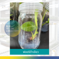 ราคา ส่งฟรี เนื้อเยื่อกล้วยฟลอริด้าจากแล็บ พร้อมส่ง ไม่ต้องจอง ฟลอริด้าแท้ 100 Musa Florida Varigated เก็บเงินปลายทาง ด่างสวยต้นอวบใหญ่ สอนอนุบาล (12668580994)