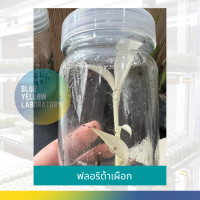 ราคา ส่งฟรี เนื้อเยื่อกล้วยฟลอริด้าจากแล็บ พร้อมส่ง ไม่ต้องจอง ฟลอริด้าแท้ 100 Musa Florida Varigated เก็บเงินปลายทาง ด่างสวยต้นอวบใหญ่ สอนอนุบาล (12668580995)