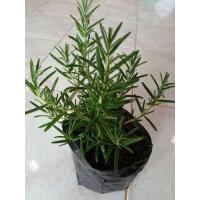 ราคา โรสเมรี่ สมุนไพรโรสเมรี 39 บาทถูกสุดๆๆๆ ต้นพันธ์ุโรสเมรี (7415036050)