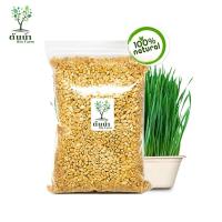 ราคา เมล็ดต้นอ่อนข้าวสาลี Organic100 เมล็ดพันธุ์ผัก เมล็ดสำหรับเพาะงอกพร้อมปลูก ต้นอ่อนข้าวสาลี (12545741382)