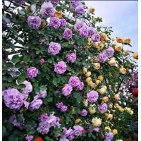 ราคา กุหลาบเลื้อยสีม่วงrainy blue สีม่วงละมุน (10130150825)