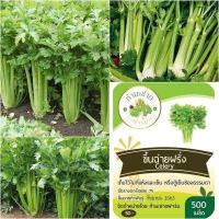 ราคา ทำมะชาดฟาร์ม เมล็ดพันธุ์ เซเลอรี่ Celery ขนาดบรรจุประมาณ 2 000 เมล็ด ขึ้นฉ่ายฝรั่ง คื่นฉ่ายฝรั่ง ขึ้นช่าย คึ่นช่ายฝรั่ง คื่นฉ่าย คื่นช่่าย (676796812)