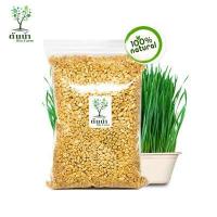 ราคา เมล็ดต้นอ่อน Organic100 เมล็ดพันธุ์ผัก เมล็ดสำหรับเพาะงอกพร้อมปลูก ต้นอ่อนทานตะวัน ต้นอ่อนผักบุ้ง โต้วเหมี่ยว ไควาเระ เมล็ดสดใหม่งอกไว (12575507123)